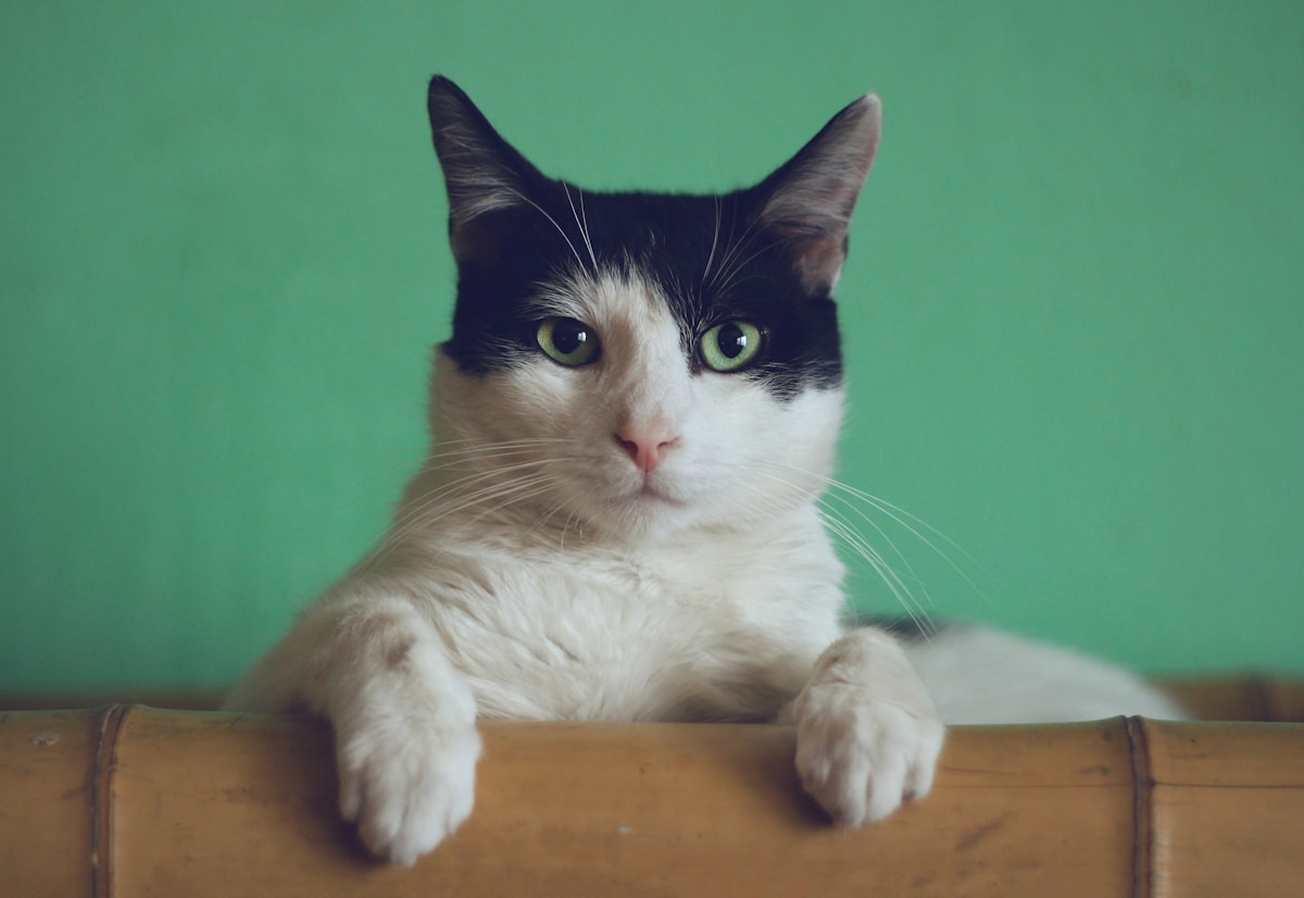 宠物猫头像